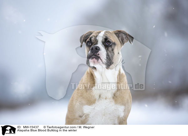 Alapaha Blue Blood Bulldog in the winter / MW-15437