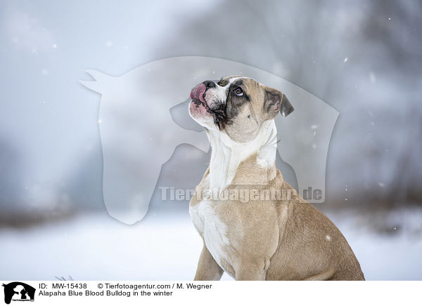 Alapaha Blue Blood Bulldog in the winter / MW-15438