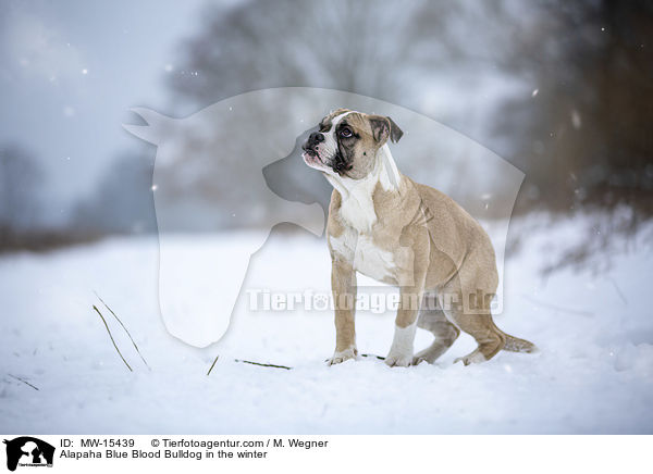 Alapaha Blue Blood Bulldog in the winter / MW-15439