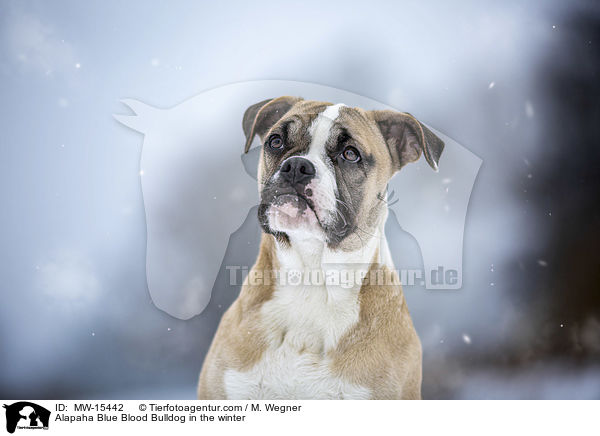 Alapaha Blue Blood Bulldog in the winter / MW-15442
