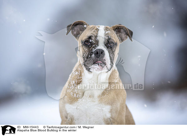Alapaha Blue Blood Bulldog in the winter / MW-15443
