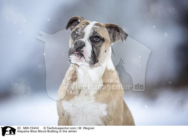Alapaha Blue Blood Bulldog in the winter / MW-15444