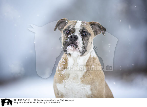 Alapaha Blue Blood Bulldog in the winter / MW-15445