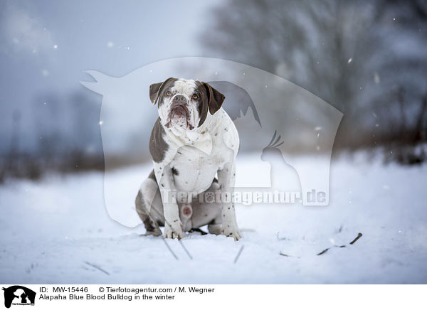 Alapaha Blue Blood Bulldog in the winter / MW-15446