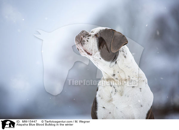 Alapaha Blue Blood Bulldog in the winter / MW-15447
