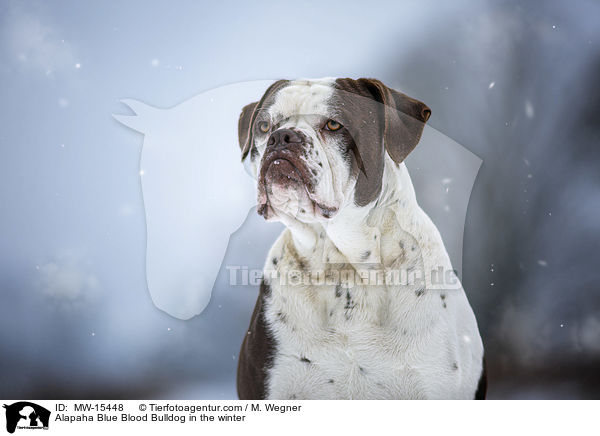 Alapaha Blue Blood Bulldog in the winter / MW-15448