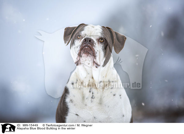 Alapaha Blue Blood Bulldog in the winter / MW-15449