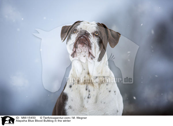 Alapaha Blue Blood Bulldog in the winter / MW-15450