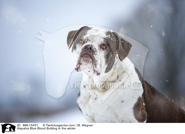 Alapaha Blue Blood Bulldog in the winter / MW-15451