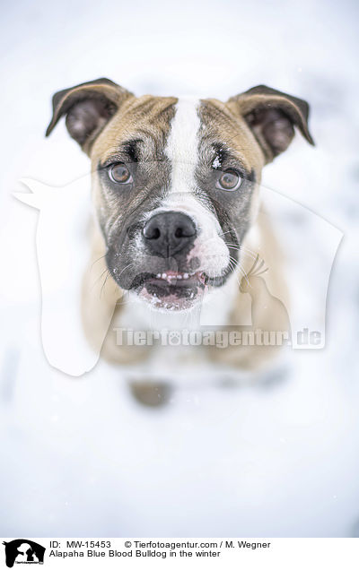 Alapaha Blue Blood Bulldog im Winter / Alapaha Blue Blood Bulldog in the winter / MW-15453