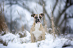 Alapaha Blue Blood Bulldog in the winter