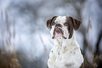 Alapaha Blue Blood Bulldog in the winter