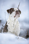 Alapaha Blue Blood Bulldog in the winter