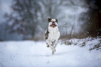 Alapaha Blue Blood Bulldog in the winter