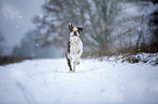 Alapaha Blue Blood Bulldog in the winter