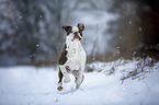 Alapaha Blue Blood Bulldog in the winter