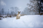 Alapaha Blue Blood Bulldog in the winter