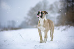 Alapaha Blue Blood Bulldog in the winter