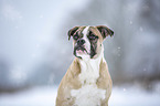 Alapaha Blue Blood Bulldog in the winter