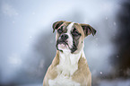 Alapaha Blue Blood Bulldog in the winter