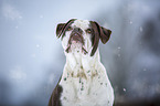 Alapaha Blue Blood Bulldog in the winter