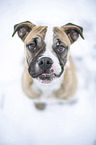 Alapaha Blue Blood Bulldog in the winter