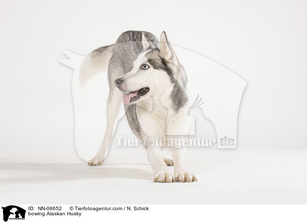 Alaskan Husky verbeugt sich / bowing Alaskan Husky / NN-08652