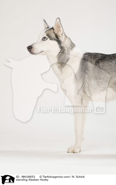 standing Alaskan Husky / NN-08653