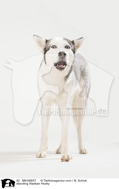 standing Alaskan Husky / NN-08657