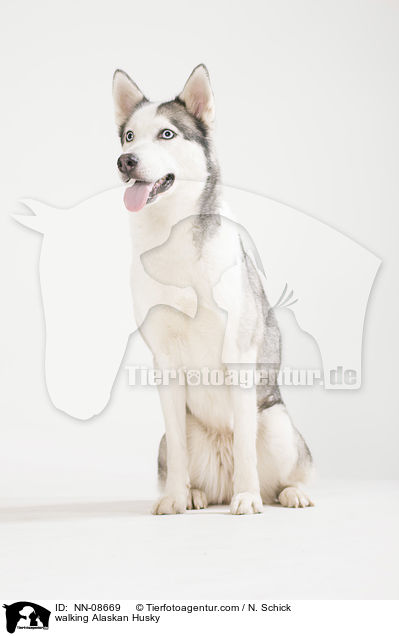 walking Alaskan Husky / NN-08669