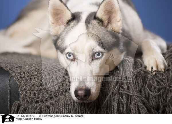 liegender Alaskan Husky / lying Alaskan Husky / NN-08673