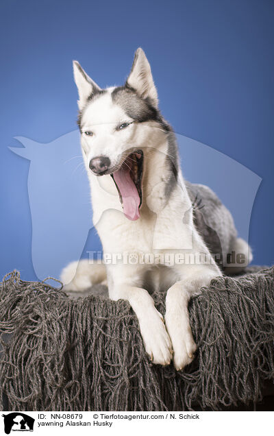 yawning Alaskan Husky / NN-08679