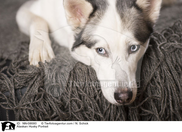 Alaskan Husky Portrait / NN-08680
