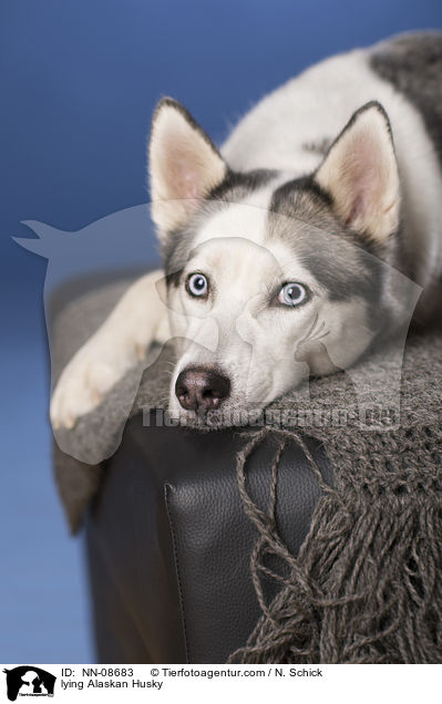 lying Alaskan Husky / NN-08683