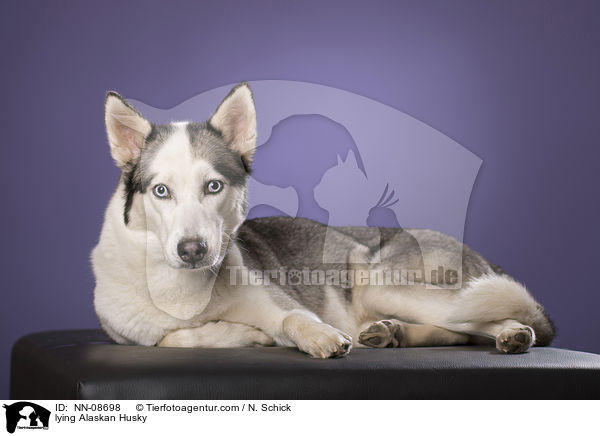 lying Alaskan Husky / NN-08698