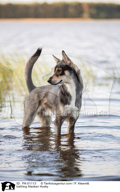 bathing Alaskan Husky / PK-01113