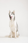 sitting Alaskan Husky