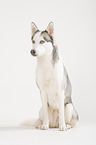 sitting Alaskan Husky