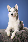 lying Alaskan Husky