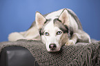 lying Alaskan Husky