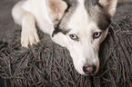 Alaskan Husky Portrait