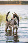 bathing Alaskan Husky