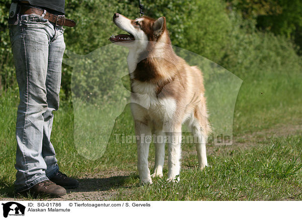 Alaskan Malamute / Alaskan Malamute / SG-01786