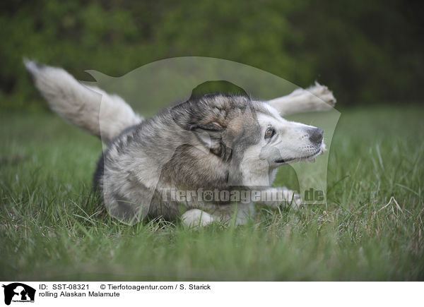 Alaskan Malamute w�lzt sich / rolling Alaskan Malamute / SST-08321