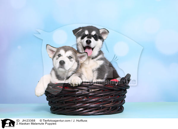 2 Alaskan Malamute Welpen / 2 Alaskan Malamute Puppies / JH-23368