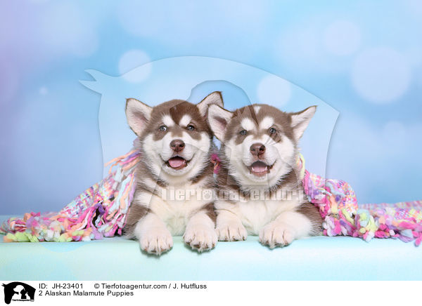 2 Alaskan Malamute Welpen / 2 Alaskan Malamute Puppies / JH-23401