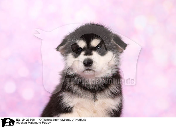 Alaskan Malamute Welpe im Portrait / Alaskan Malamute Puppy / JH-25398