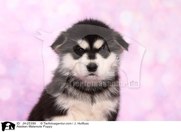 Alaskan Malamute Welpe im Portrait / Alaskan Malamute Puppy / JH-25399