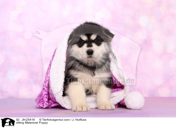 sitzender Malamute Welpe / sitting Malamute Puppy / JH-25416