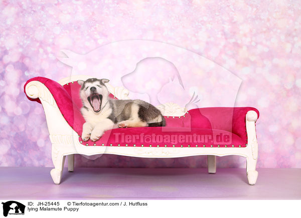 liegender Malamute Welpe / lying Malamute Puppy / JH-25445